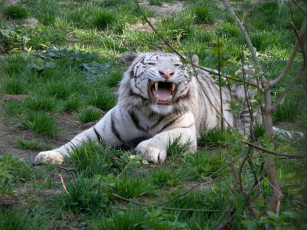 Картинка животные тигры