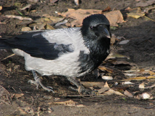 Картинка животные вороны грачи галки