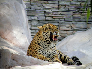 Картинка животные Ягуары