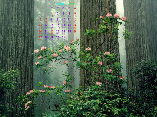 Обои картинки фото календари, цветы