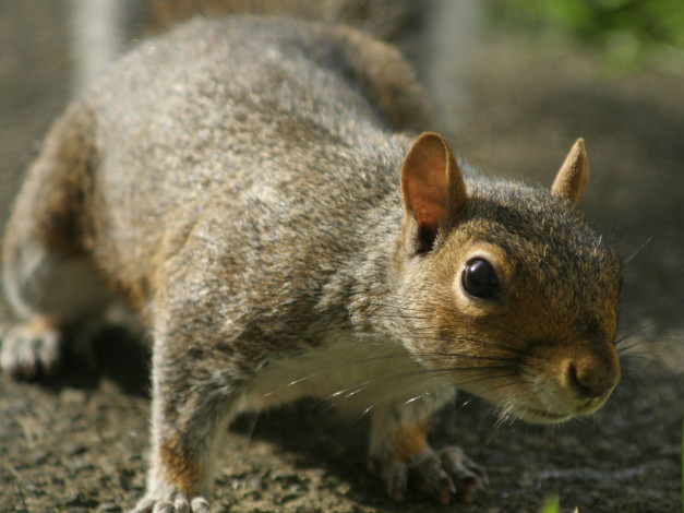 Обои картинки фото животные, белки