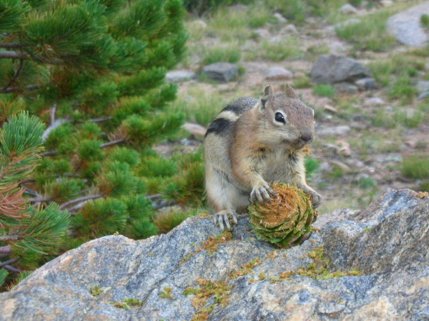 Обои картинки фото животные, бурундуки