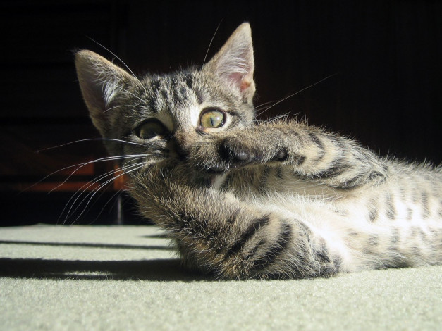 Обои картинки фото животные, коты