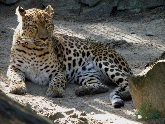 Обои картинки фото животные, леопарды