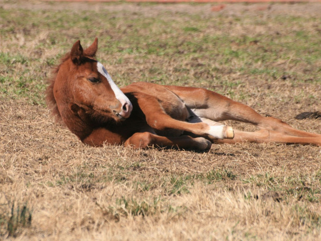 Обои картинки фото животные, лошади