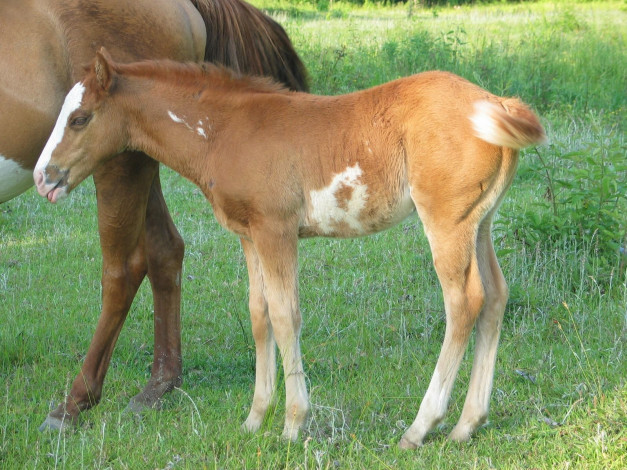 Обои картинки фото животные, лошади