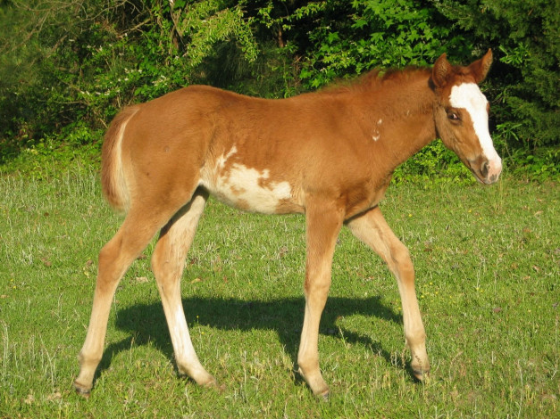 Обои картинки фото животные, лошади