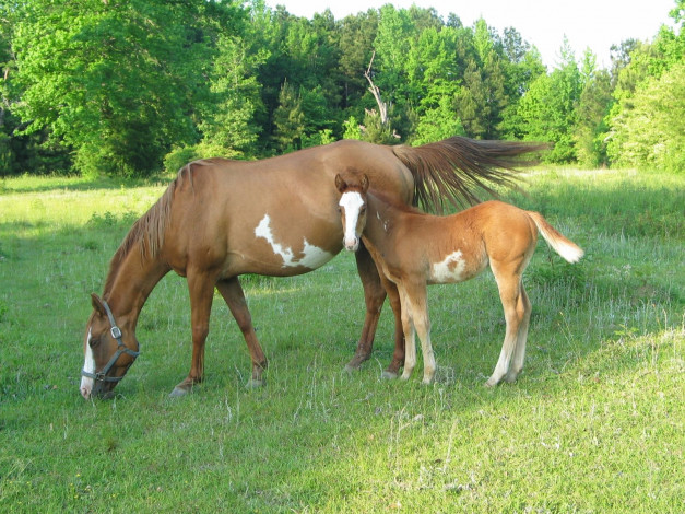Обои картинки фото животные, лошади
