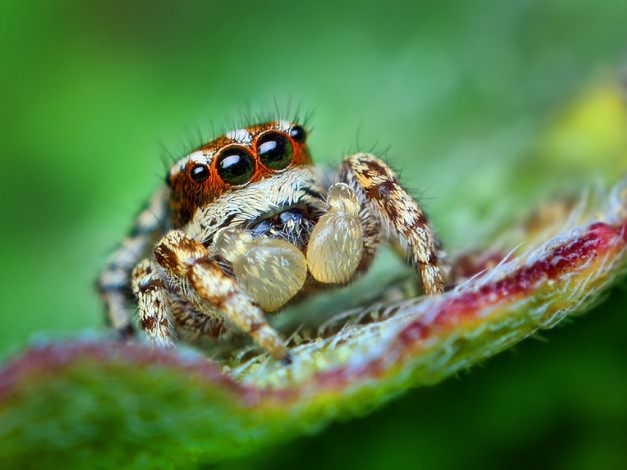 Обои картинки фото животные, пауки