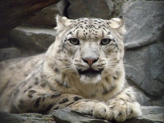 Обои картинки фото животные, снежный, барс, ирбис