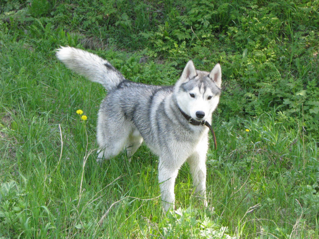 Обои картинки фото животные, собаки