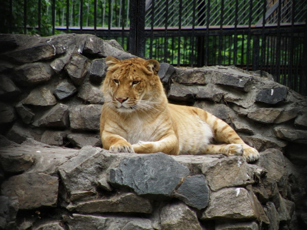 Обои картинки фото животные, тигры