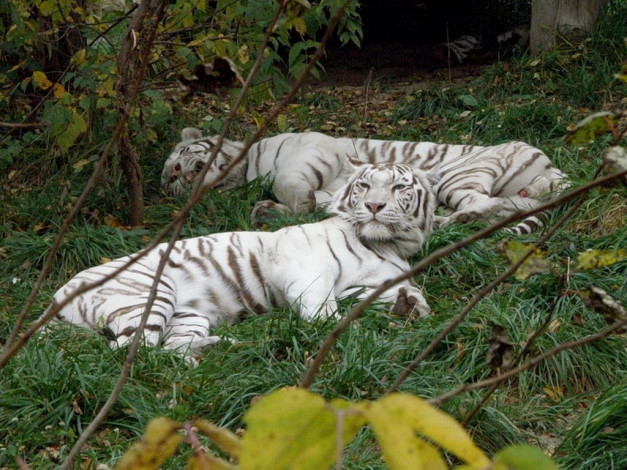 Обои картинки фото животные, тигры