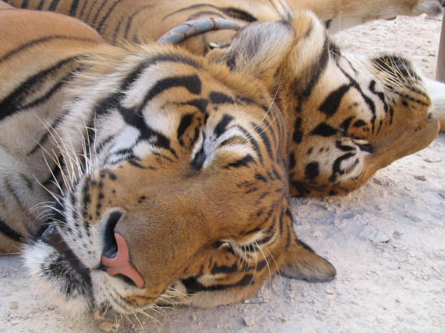 Обои картинки фото животные, тигры