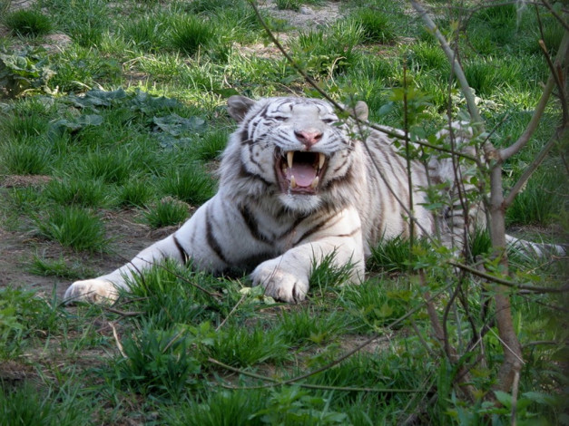 Обои картинки фото животные, тигры