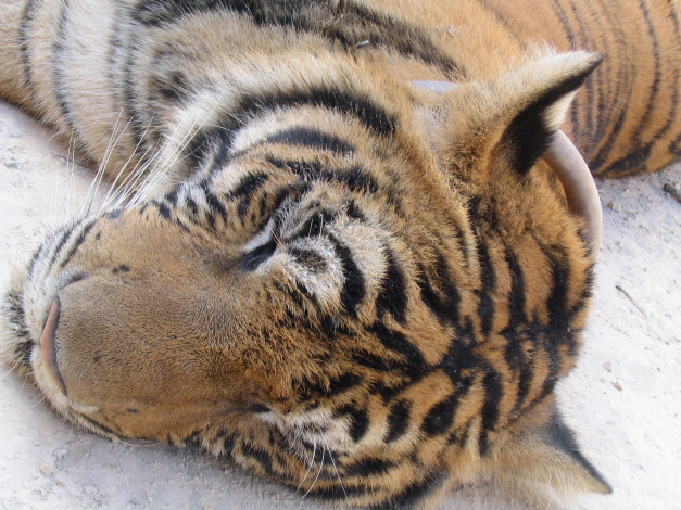 Обои картинки фото животные, тигры