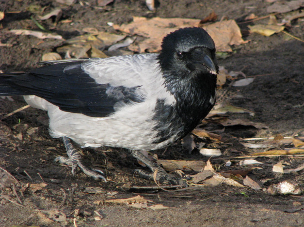 Обои картинки фото животные, вороны, грачи, галки