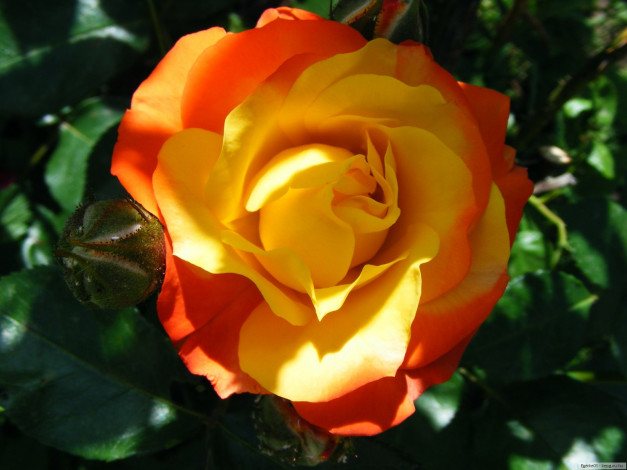 Обои картинки фото цветы, розы