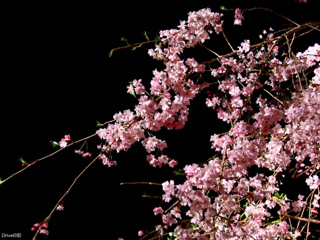 Обои картинки фото цветы, сакура, вишня