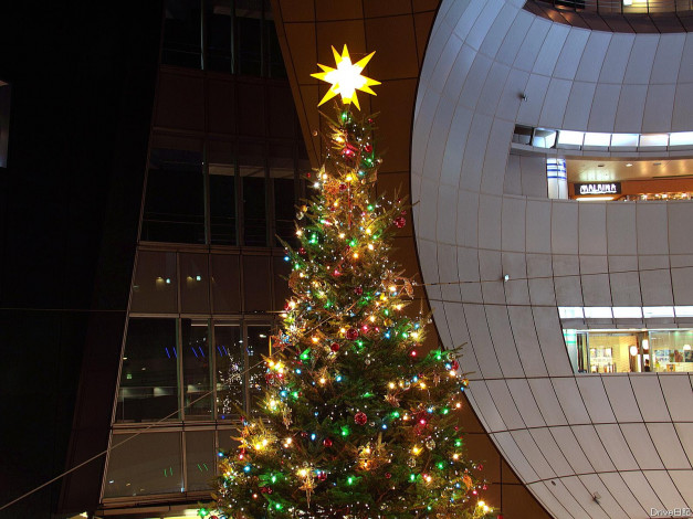 Обои картинки фото праздничные, Ёлки