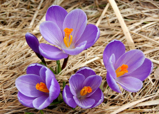 Картинка цветы крокусы сиреневый