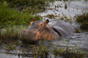 Картинка животные бегемоты в болоте