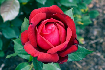 Картинка цветы розы красный лепестки