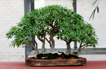 Картинка бонсай природа деревья карликовое дерево листья