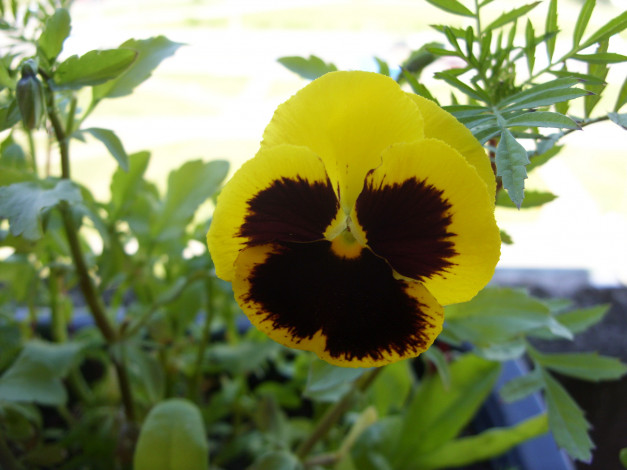 Обои картинки фото цветы, анютины, глазки, садовые, фиалки, двухцветный