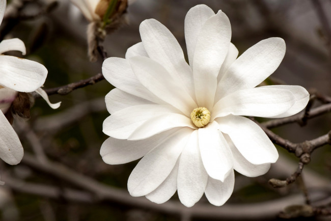 Обои картинки фото цветы, магнолии, большой, ветка, белый