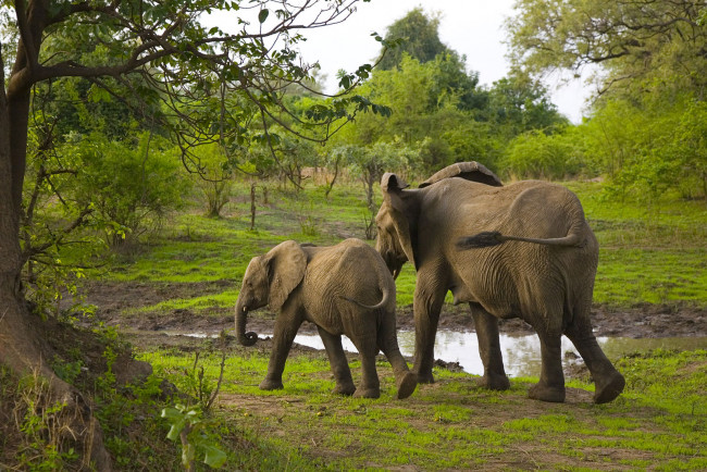 Обои картинки фото животные, слоны, зелень, лужа, слоненок