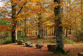 Картинка испания наварра природа парк листва деревья