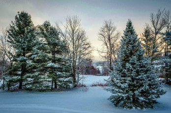 Картинка природа зима снег ели