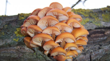 Картинка природа грибы зимний гриб