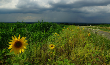 Картинка природа поля дорога поле посевы подсолнухи трава