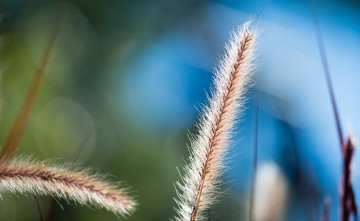 Картинка природа макро трава колосок