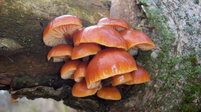 Обои картинки фото природа, грибы, зимний, гриб