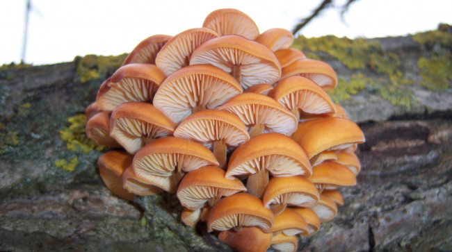 Обои картинки фото природа, грибы, зимний, гриб