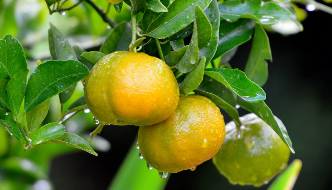 Обои картинки фото природа, плоды, капли, листья, мандарины, дерево
