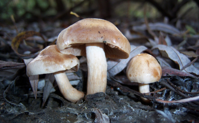 Обои картинки фото природа, грибы, грибочки