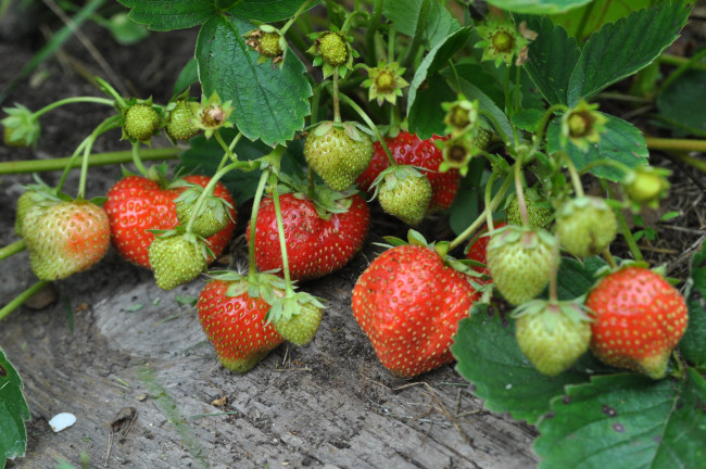 Обои картинки фото природа, Ягоды, клубника