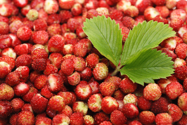 Обои картинки фото еда, клубника, земляника