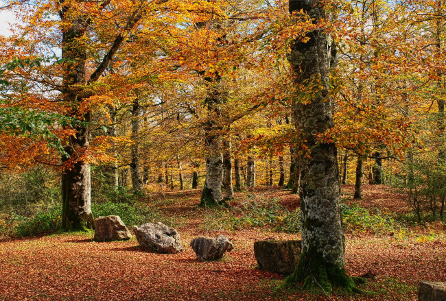 Обои картинки фото испания, наварра, природа, парк, листва, деревья