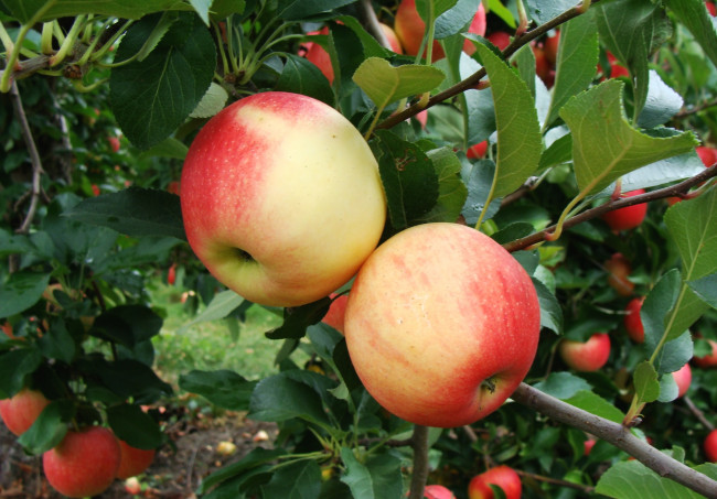 Обои картинки фото природа, плоды, яблоки