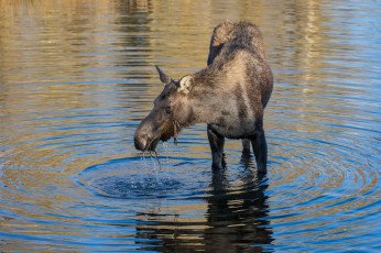 Картинка животные лоси лосиха морда вода водоем рябь