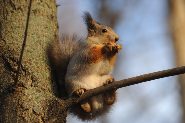 Обои картинки фото животные, белки, грызун