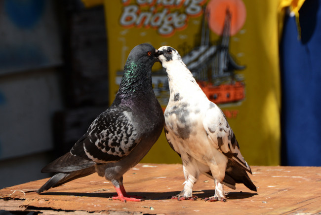 Обои картинки фото животные, голуби, лето, пара, птицы