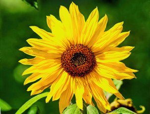 Картинка цветы подсолнухи подсолнух фон