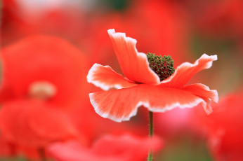 Картинка цветы маки макро поле луг лепестки мак