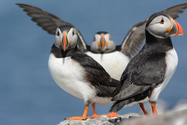 Обои картинки фото животные, тупики, птицы